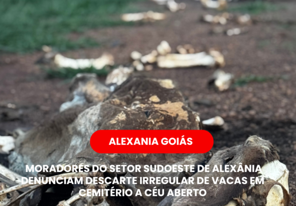 Descartes de vaca a ceu aberto Alexânia